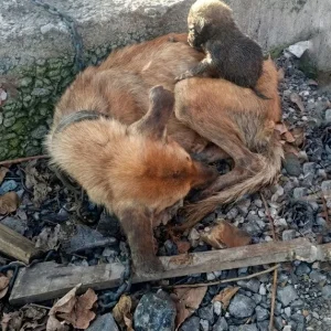 Hope Stood Alone In The Winter Cold — Then Rescuers Learned Whose Puppies She Was Guarding