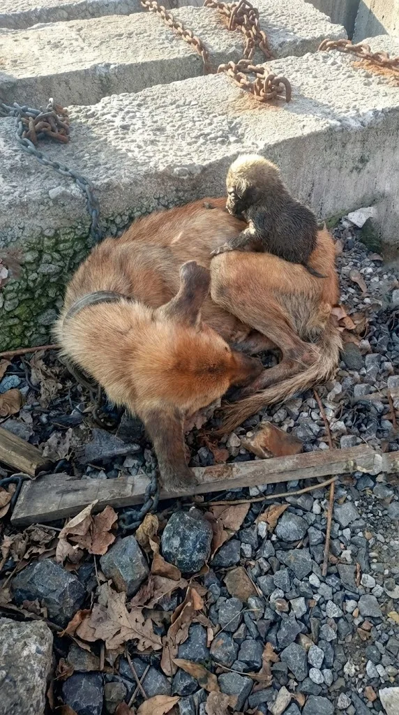 Hope Stood Alone In The Winter Cold — Then Rescuers Learned Whose Puppies She Was Guarding