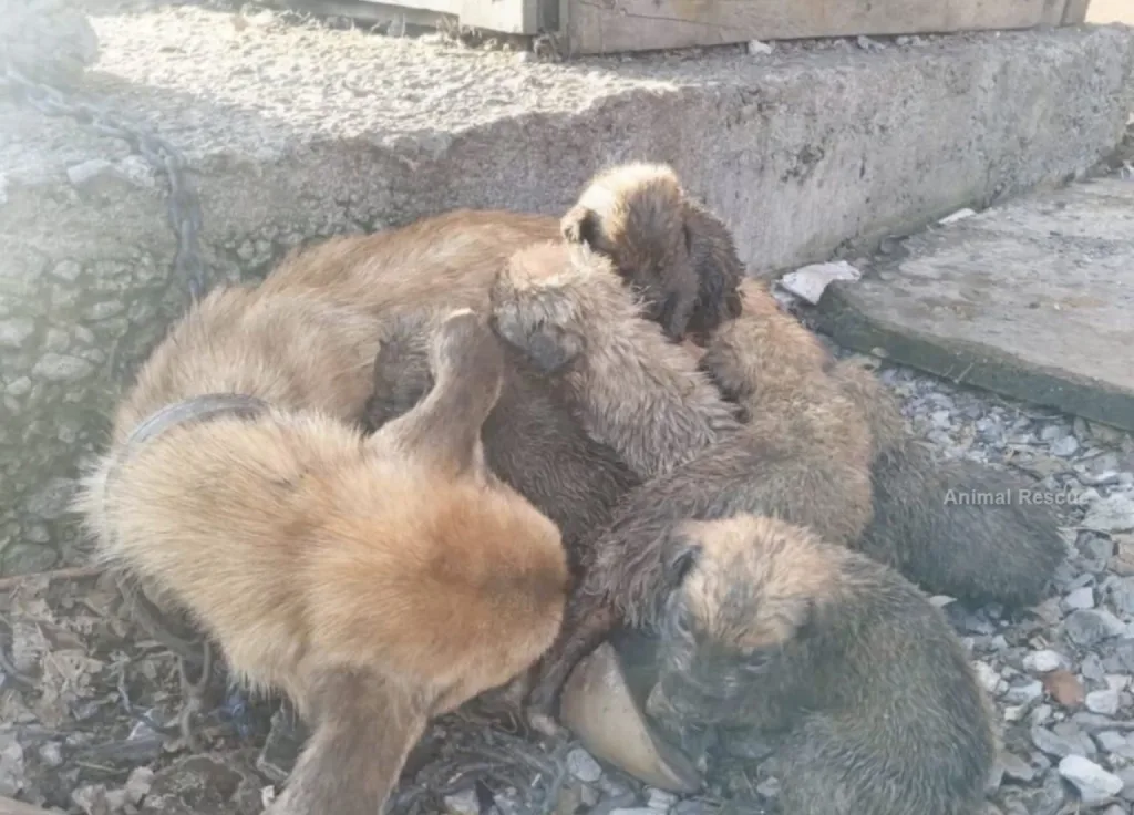 A mother dog at the shelter welcoming a group of puppies close beside her