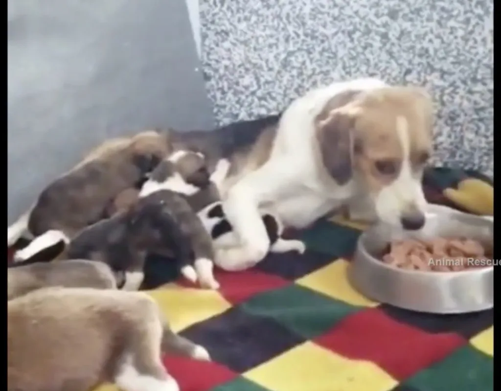 A healthy, calm mother dog resting near her grown, lively puppies about a year after the rescue