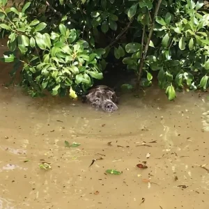 Josh Petit Saw Something Move Near the Bushes in the Louisiana Flood — It Was Sadie, Clinging to a Branch
