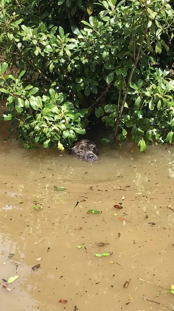 Josh Petit Saw Something Move Near the Bushes in the Louisiana Flood — It Was Sadie, Clinging to a Branch