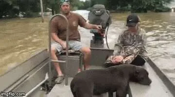 A rescued dog resting in a boat after being pulled from the floodwater