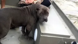 A dog with a calm, hopeful expression after being reunited with her family