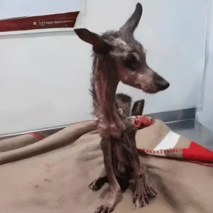 Kong Could Barely Move When Rescuers Found Him, But His Eyes Were Still Watching