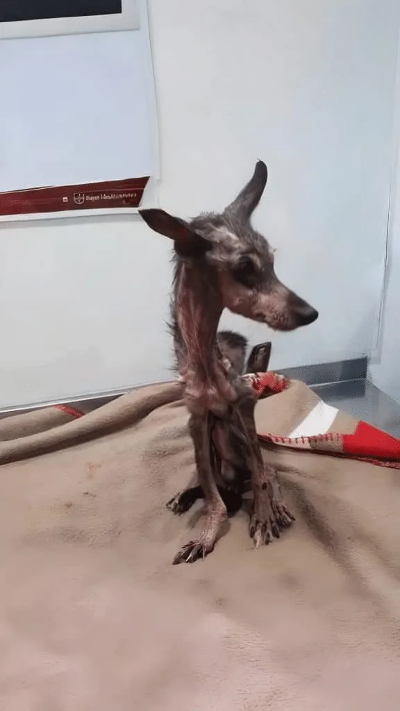 Kong Could Barely Move When Rescuers Found Him, But His Eyes Were Still Watching