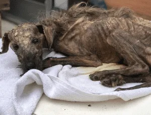 A recovering dog resting in a calm, supportive care space