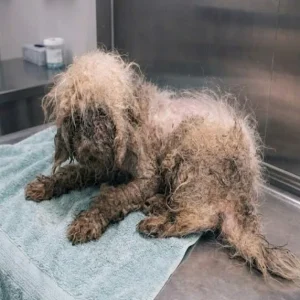 Left Beside a Dumpster in the Dark, Shih Tzu Parker Had Years of Neglect to Leave Behind