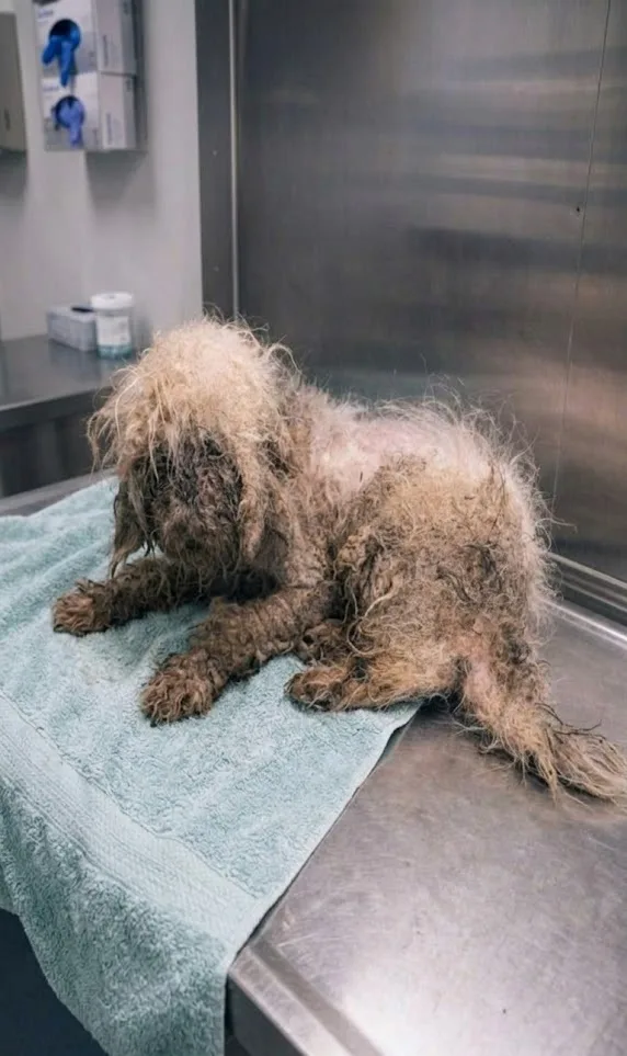 Left Beside a Dumpster in the Dark, Shih Tzu Parker Had Years of Neglect to Leave Behind