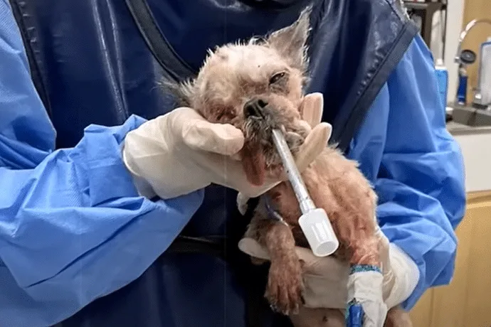 Parker, the rescued Shih Tzu, as the shelter team hopes to find her a family