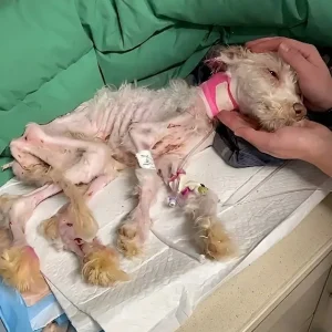 Left in a Crate With Purple and Pink Ears, Tiny Junie Wasn't Expected to Last the Night