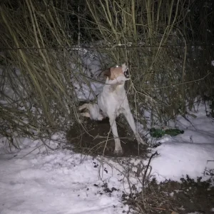 Left Injured In The Snow, Buddy Was Given A New Name — And A Different Way To Move Forward
