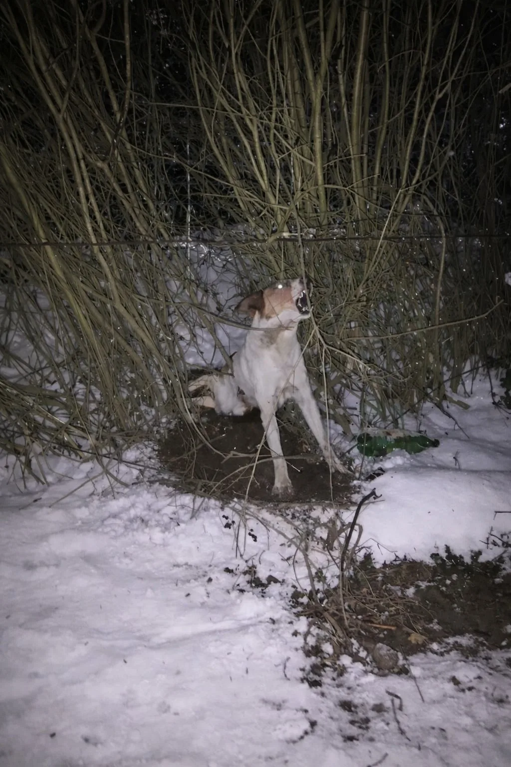 Left Injured In The Snow, Buddy Was Given A New Name — And A Different Way To Move Forward
