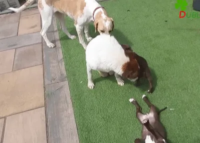 Mario, the once-injured dog, settled into his new home with his adoptive family after the journey from the shelter