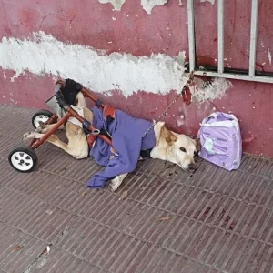 Lunita Was Left Tied to a Railing With a Wheelchair and a Note — Then Rescuers Found Her