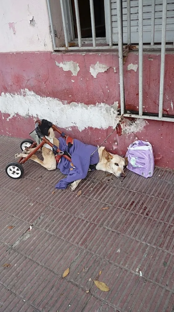 Lunita Was Left Tied to a Railing With a Wheelchair and a Note — Then Rescuers Found Her