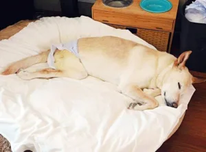 A recovering dog with sparse fur being cared for by a foster mom after rescue