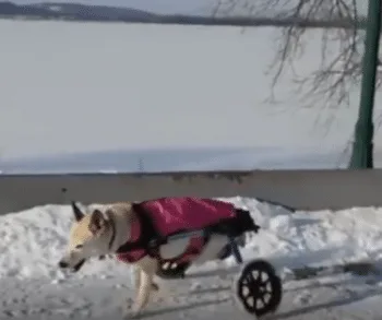A happy dog wearing a purple tutu moving along in a custom wheelchair