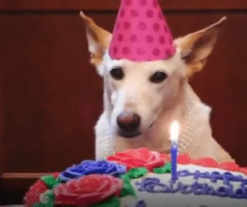 A senior dog surrounded by loving family on her 11th birthday