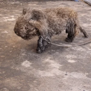 Matilda Stood Still Beneath Matted Fur and a Chain — Then Someone Finally Took the Time to See Her