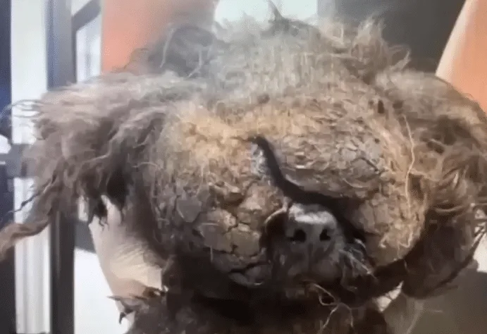 Matilda looking calmer and more comfortable after her matted coat was removed at the shelter