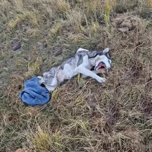 Maya Lay Beside Railway Tracks for Two Days — Then Rescuers Decided to Stay