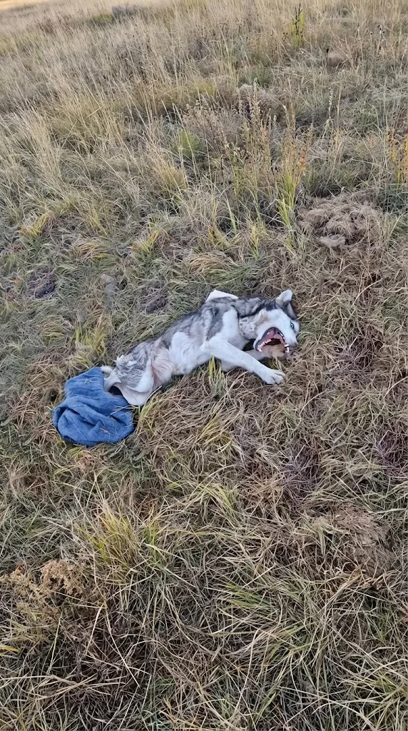 Maya Lay Beside Railway Tracks for Two Days — Then Rescuers Decided to Stay