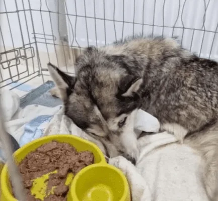 A dog recovering with the help of caregivers during her treatment and rehabilitation