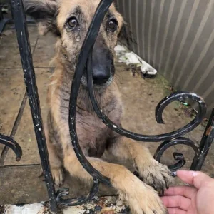 Melda Wagged Her Tail Behind a Locked Gate, and a Young Rescuer Kept Coming Back