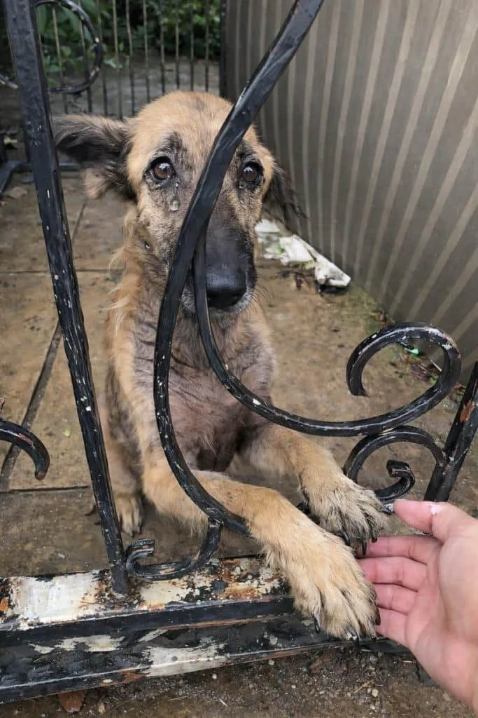 Melda Wagged Her Tail Behind a Locked Gate, and a Young Rescuer Kept Coming Back