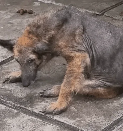 Melda, a German Shepherd, stepping out through an opened gate after years in the yard