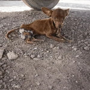 Miguel Was Light Enough To Hold In One Hand — Then He Lifted His Head The Next Morning