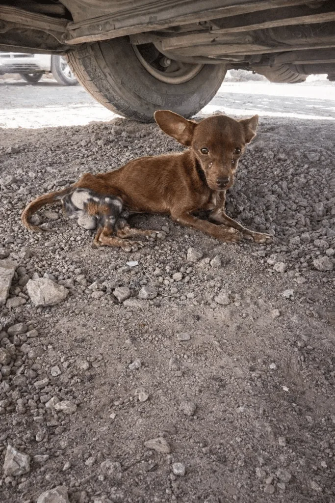 Miguel Was Light Enough To Hold In One Hand — Then He Lifted His Head The Next Morning