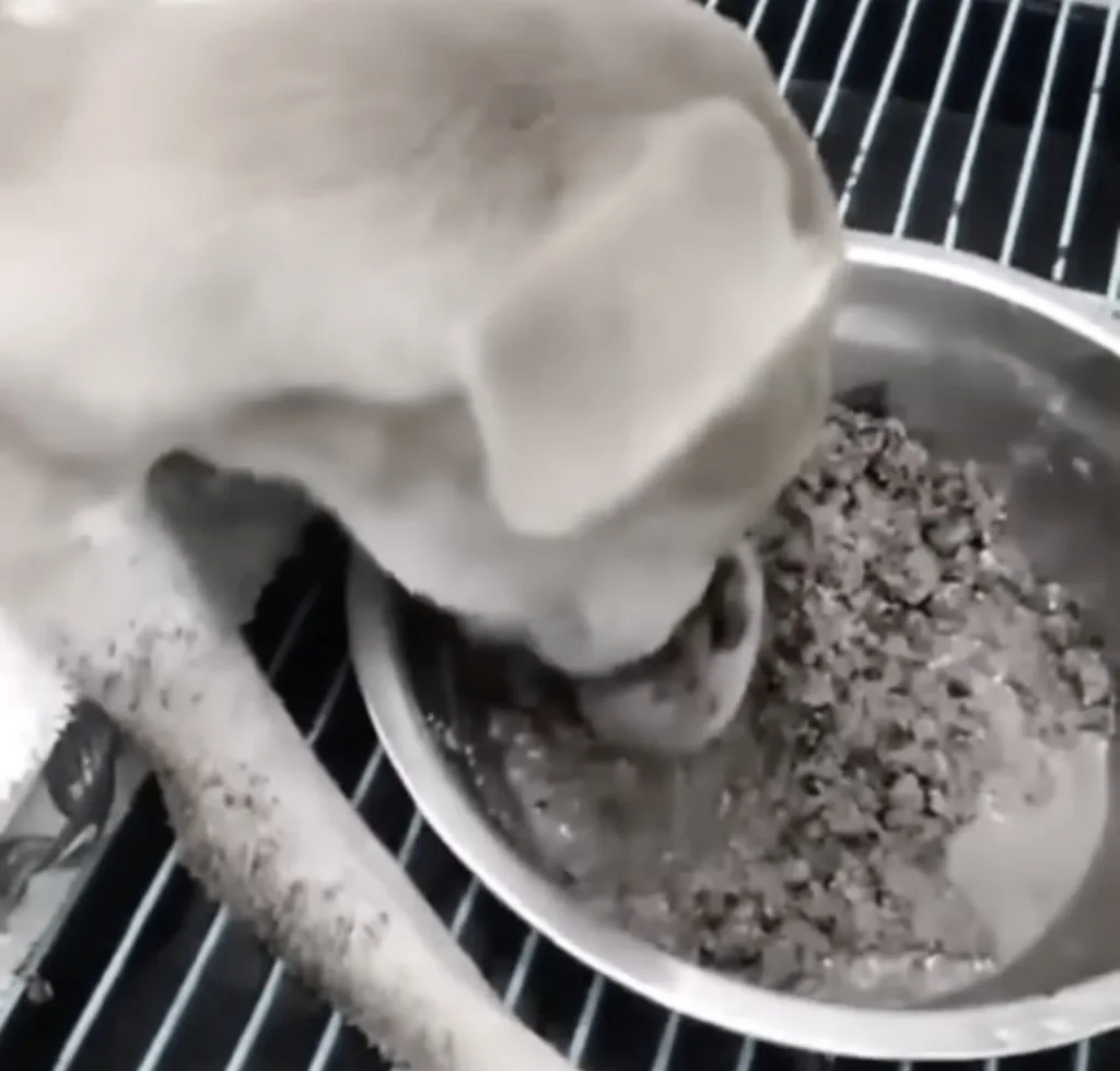 A rescued dog resting and eating soft food while recovering from malnutrition and a sore muzzle