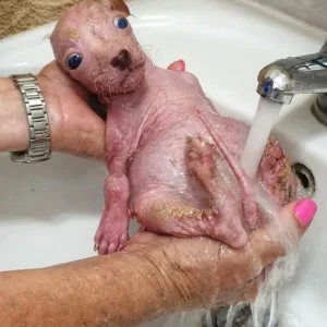 Moka Was Left Behind In A Puppy Factory — Then The Smallest Dog Began To Eat On His Own