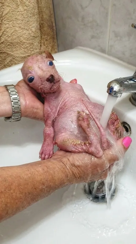 Moka Was Left Behind In A Puppy Factory — Then The Smallest Dog Began To Eat On His Own