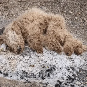 Nakiyu Shook in the Snow on a Short Leash — Then Two Strangers Refused to Walk Past