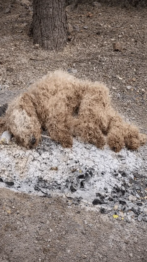 Nakiyu Shook in the Snow on a Short Leash — Then Two Strangers Refused to Walk Past