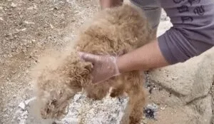 A rescued dog being freed from a short leash after a couple used metal cutters
