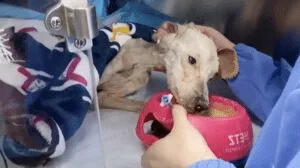 A recovering rescued dog resting calmly in a warm, safe place after veterinary care