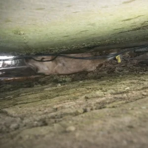 Neighbors Heard Faint Noises Between Two Walls — What Rescuers Found Had Been Trapped for 18 Hours