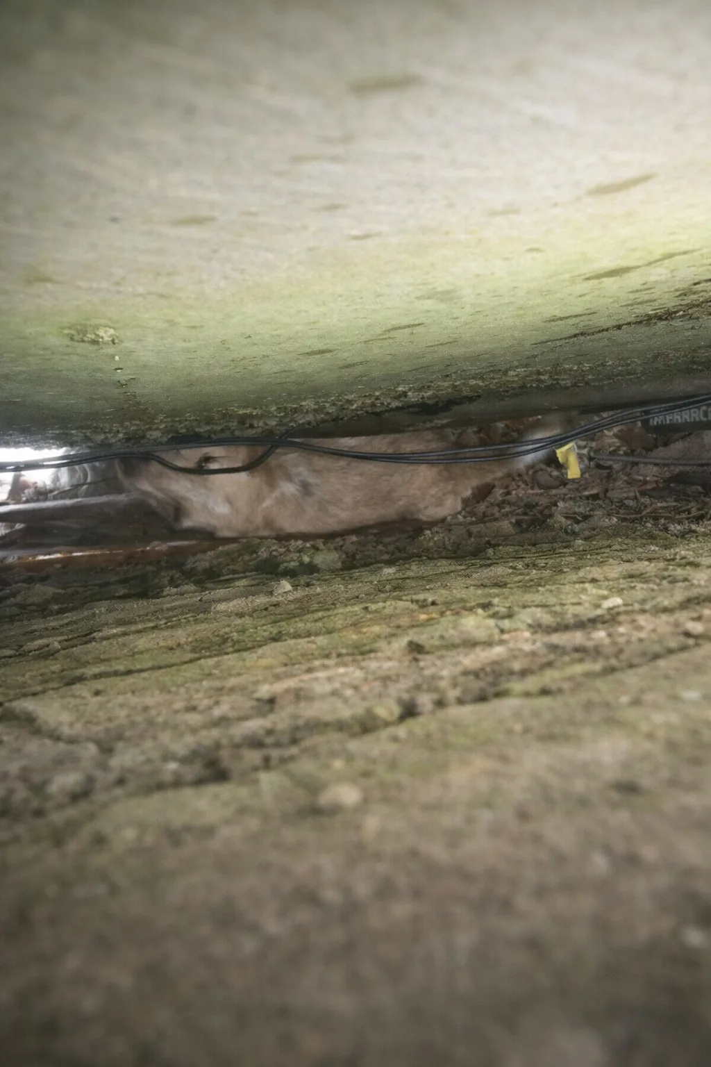 Neighbors Heard Faint Noises Between Two Walls — What Rescuers Found Had Been Trapped for 18 Hours