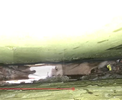 Rescuers carefully guiding a rope-supported dog through a tight space between two walls