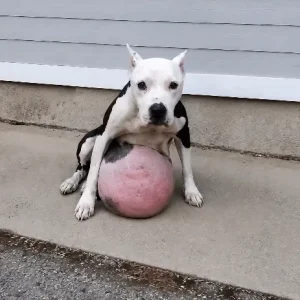 Nina Was Carrying a 13-Pound Tumor When Rescuers Found Her — Then Came the Surgery That Would Decide Everything