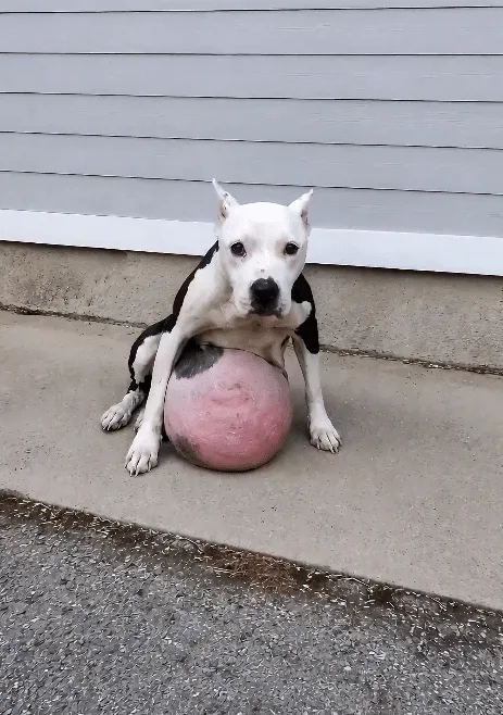 Nina Was Carrying a 13-Pound Tumor When Rescuers Found Her — Then Came the Surgery That Would Decide Everything
