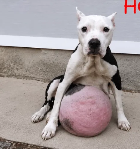 Nina recovering under veterinary supervision after the surgery that removed her large tumor