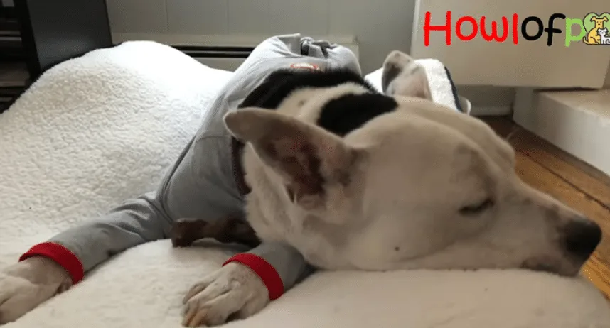 Nina resting comfortably in a foster home as her health and coat improved