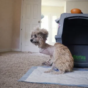 Noel Waited Alone in a Hospital Room, Then a Family Gave Her Wheels and a Place to Belong