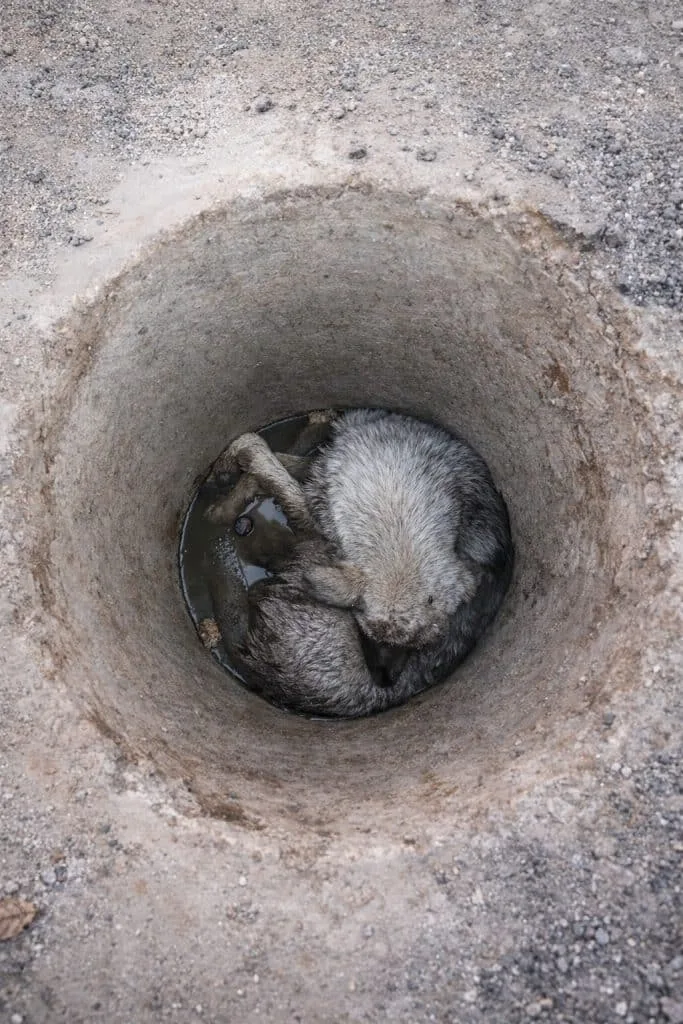 Ollie Spent Days Trapped Under a Road Near Sarajevo — Then a Faint Cry Reached the Surface