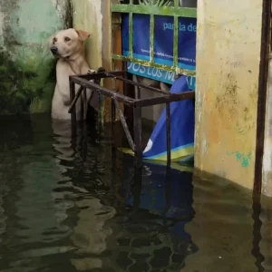 Only Her Head Was Above the Floodwater — Then a Rescue Boat Slowed Down Beside the Gate